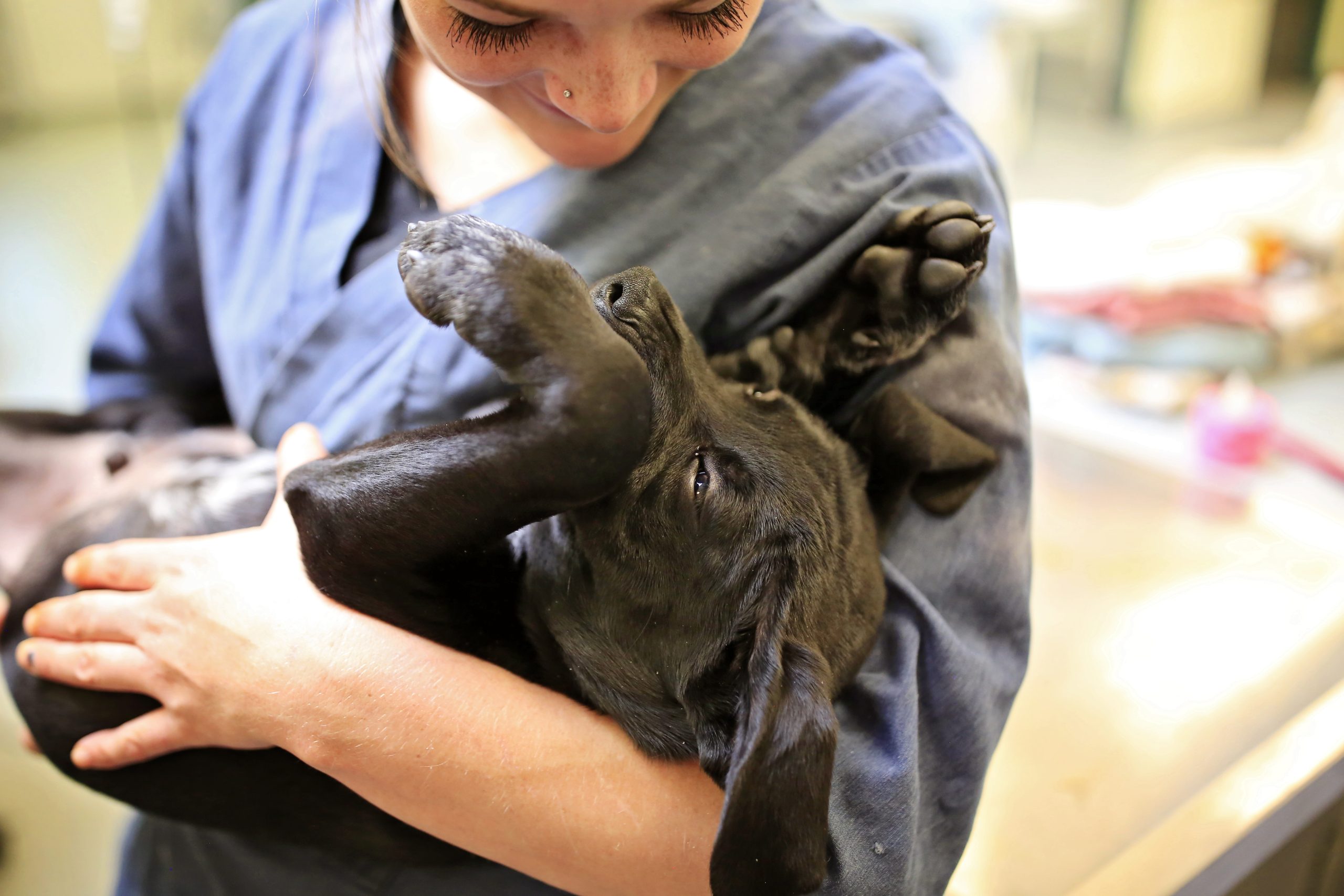 HSU Tackles Drop in Spay/Neuter Rates with Increased Access to Low-Cost Care