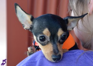 animal hoarding in utah