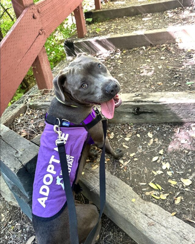 doggy day out shelter dog on a field trip