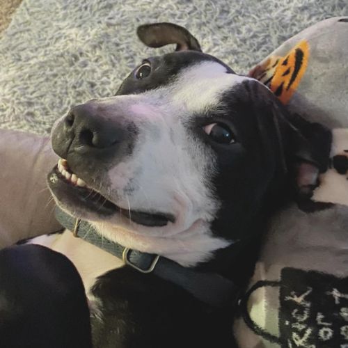 Shelter dog Domino lay on the ground smiling after getting adopted. 