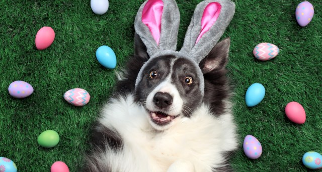Black and white dog lays on grass wearing bunny ears and is surrounded by colorful eggs in the grass.
