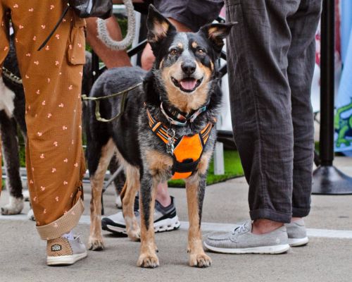 Heeler dog standing with people