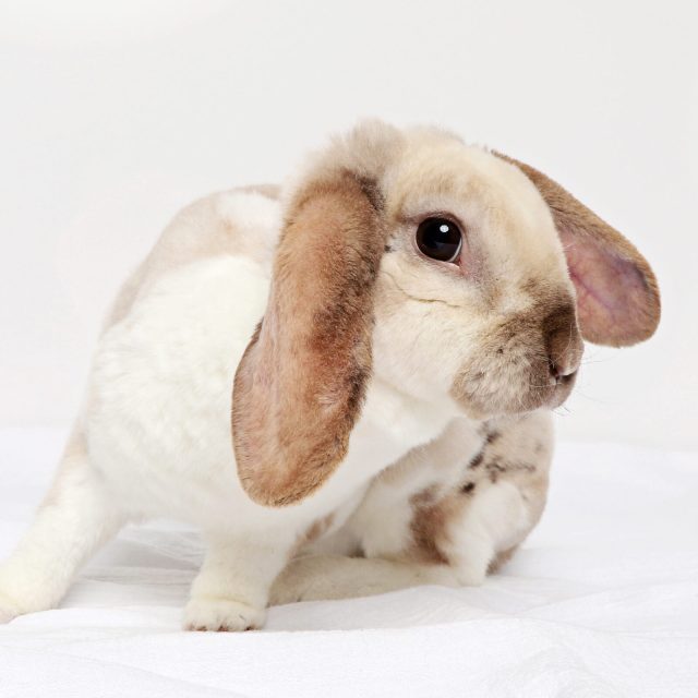 lop eared rabbit