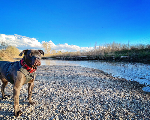 Large blue dog stands by river edge  near  Harmful algae blooms and dogs in Utah. 