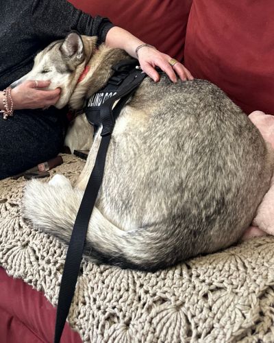 Kira the husky getting pets from a resident