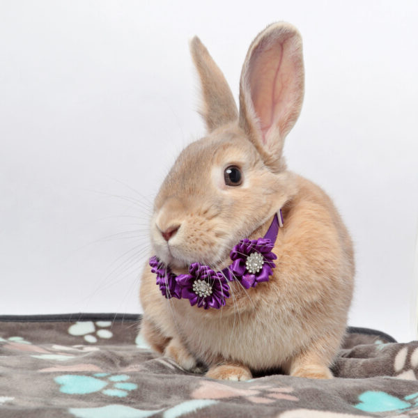 bunny wearing a necklace