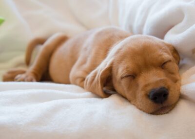 Puppy Survival Guide – Part 1: The Importance of Sleep