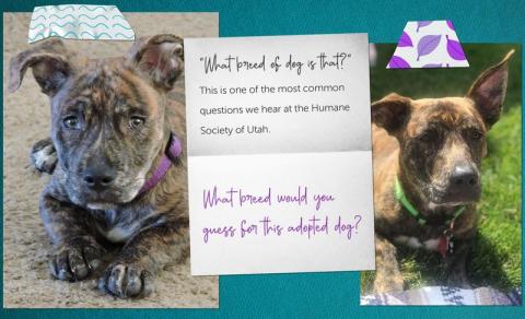 two pictures of the same brindle mixed breed one year apart.