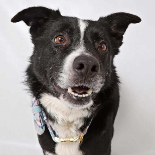 A black and white border collie named whisky smiles and shows off his white teeth