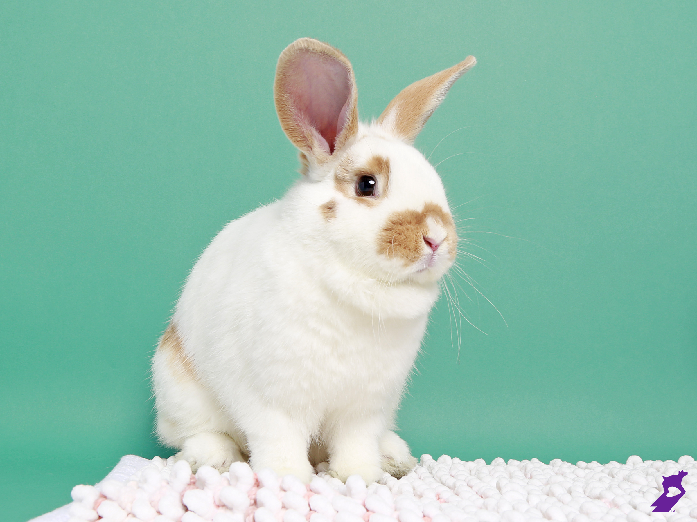 Humane Society of UT Takes in Abandoned Rabbits, Seeks Support