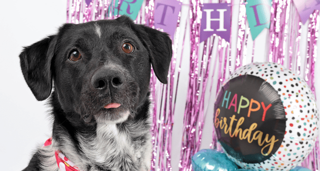 Black and white dog in front of birthday decorations