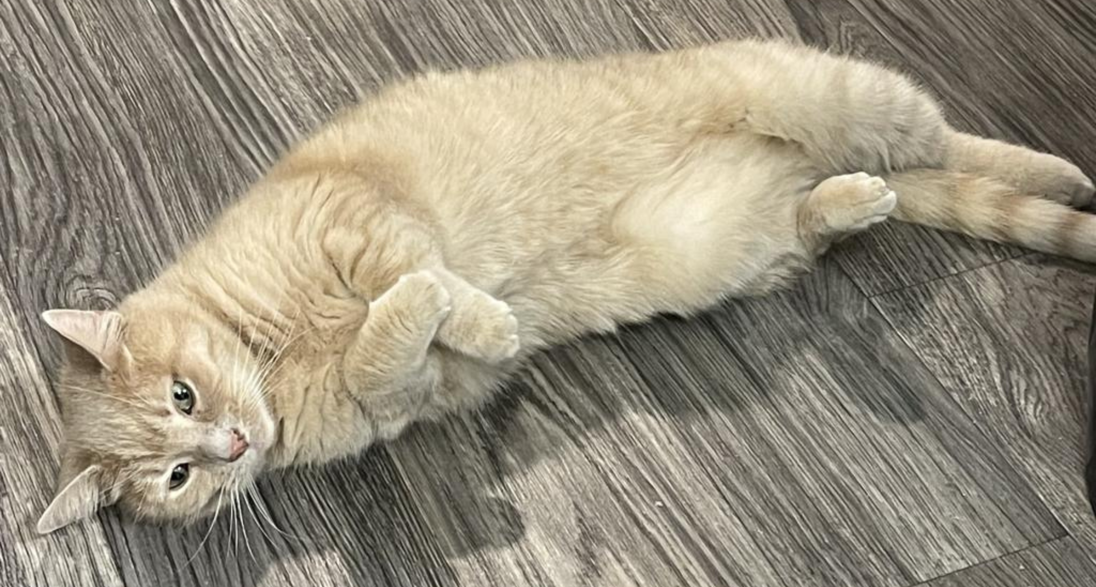 June is Adopt a Cat Month! 5 Reasons to Adopt an Adult Cat