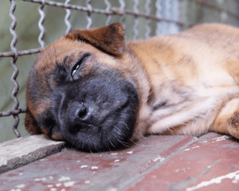 puppy mill puppy in a cage