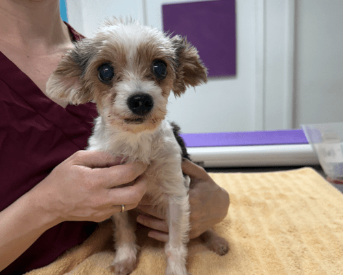 Small dog on a vet exam table