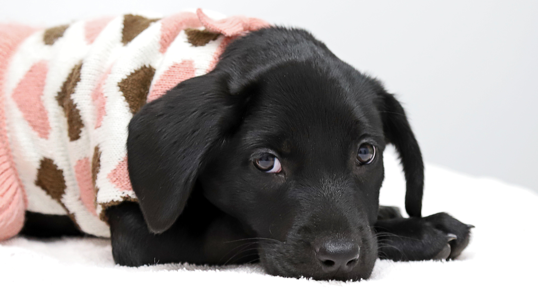 Day in the Life of a Dog Foster Parent: Foster Diaries