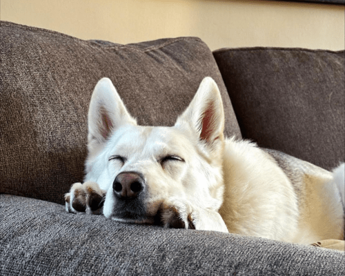 Foster dog Aspen takes a snooze on the sofa.