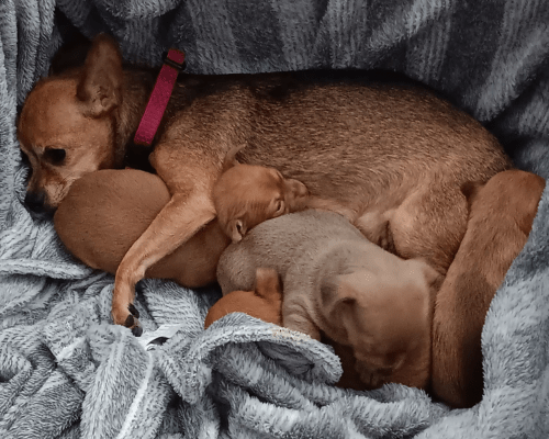 Foster dog Brownie snuggles up with her puppies for a nap. A day in the life of a foster pawrent can vary based on the type of case you take in. For example, care for a mother pup and her babies will look different than the care for a medical case.