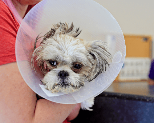 A day in the life of a foster parent may vary, but the impact is always great!