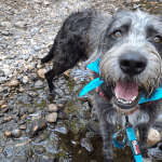 Doggy Day Out Program: Giving Shelter Dogs a Break While Helping Them Find Homes