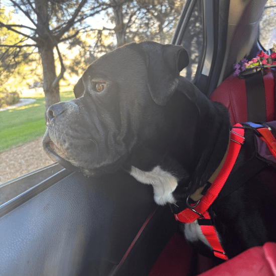 Shelter dog Hulk wearing a red harness looks out a car window during a Doggy Day Out outing with the Humane Society of Utah.