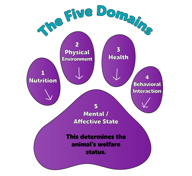 five domains paw print graphic