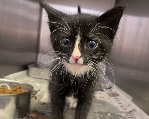 Fizz, a black and white kitten too young to be adopted, is an example of an emergency overnight foster pet. 