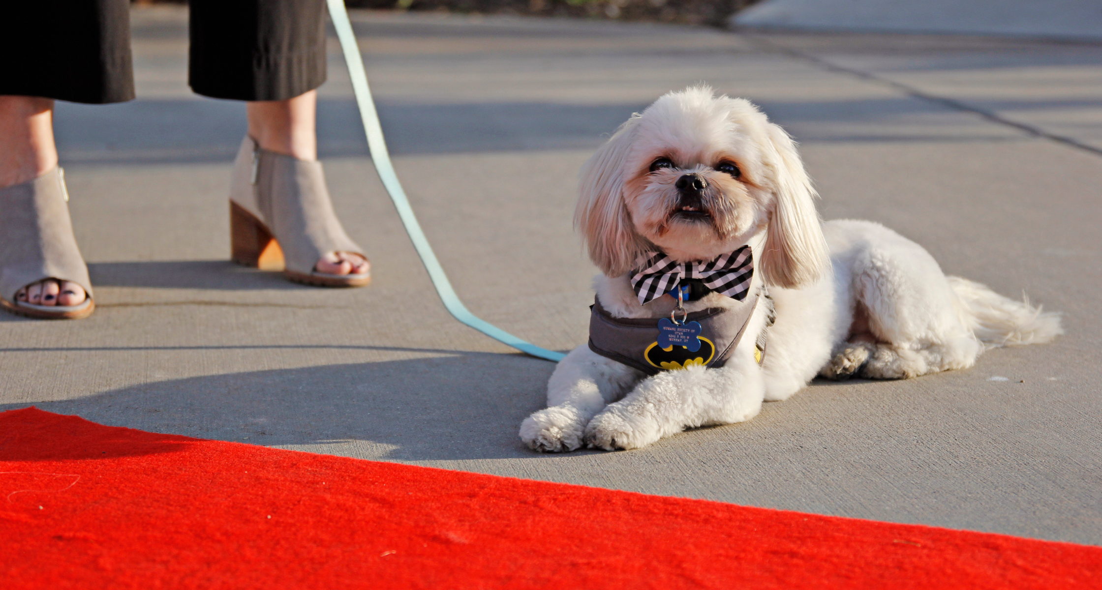 Making a Splash: Highlights from the 2025 Wags to Wishes Gala