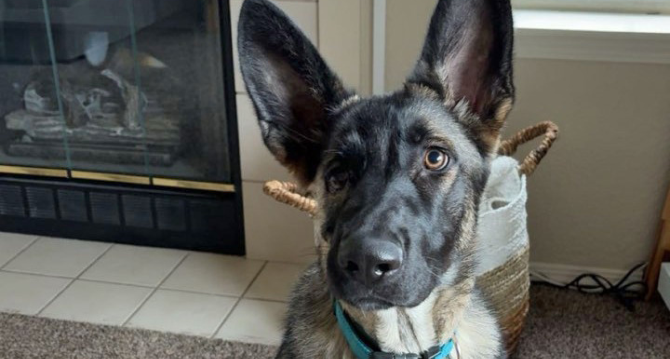 Resilience Through Love: Goober’s Heartwarming Journey