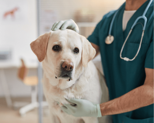 A dog is examined by a veterinarian. Vets can perform yearly heartworm testing and prescribe monthly preventatives.