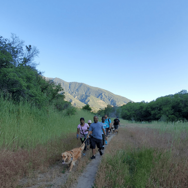 Group of hikers with a golden colored dog in Hiking Hounds dog training class walk down trail lined with tall green grass and mountains in the background. 