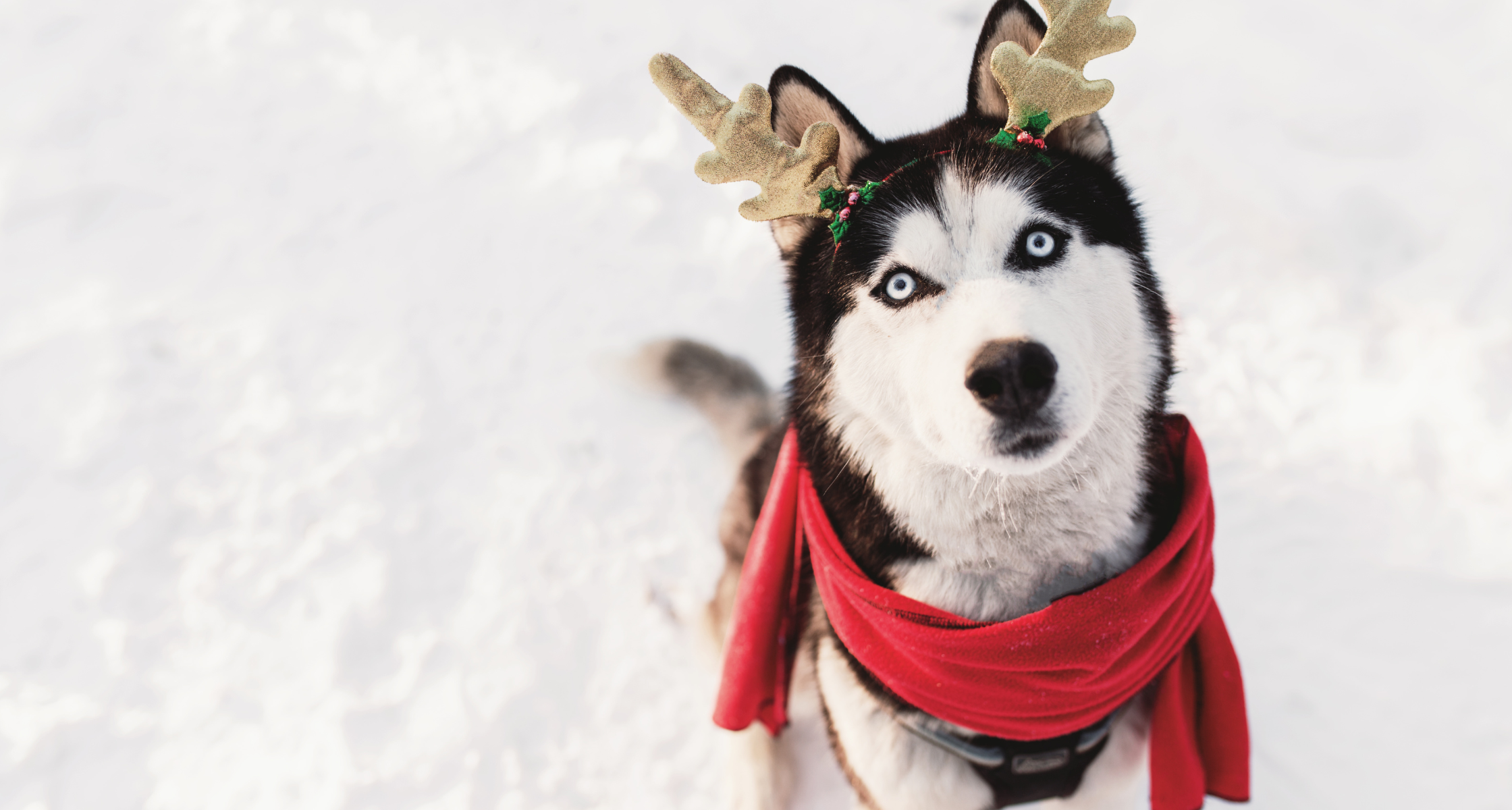 Keep the Holidays Merry and Safe: Christmas Pet Safety Tips for Every Pet Family