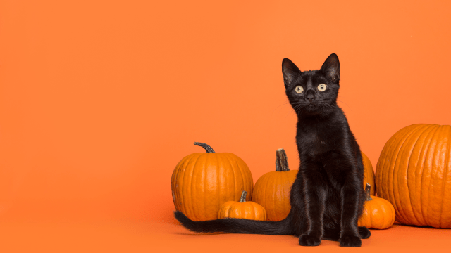 A black kitten sits in front of pumpkins placed on an orange backdrop. 