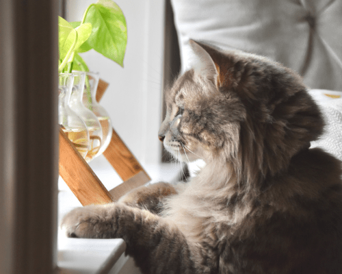 A gray, fluffy cat peers out of a window. Even indoor-only pets should have a microchip, just in case they are able to get outside and wander off.