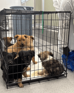 Several puppies rest together in a crate inside the Humane Society of Utah’s parvovirus isolation ward while staff in protective clothing provide care.