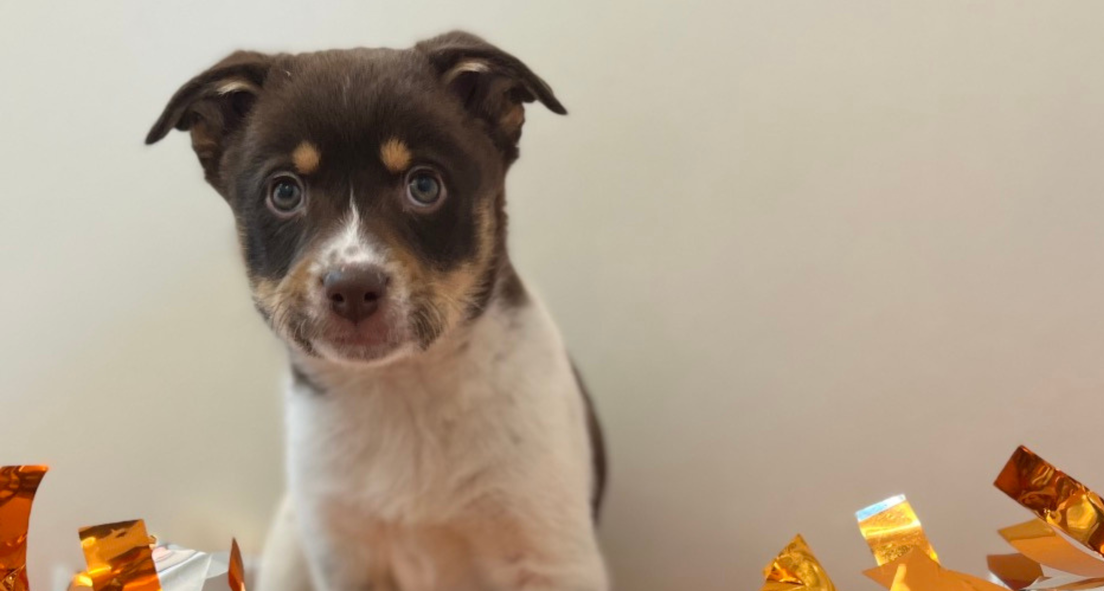 Helping Our Puppies: How You Can Support