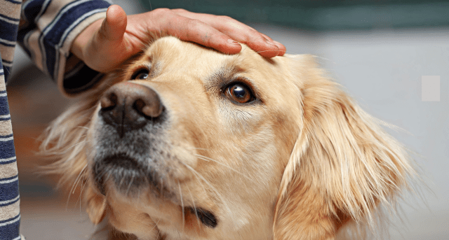 Person petting a golden retriever 