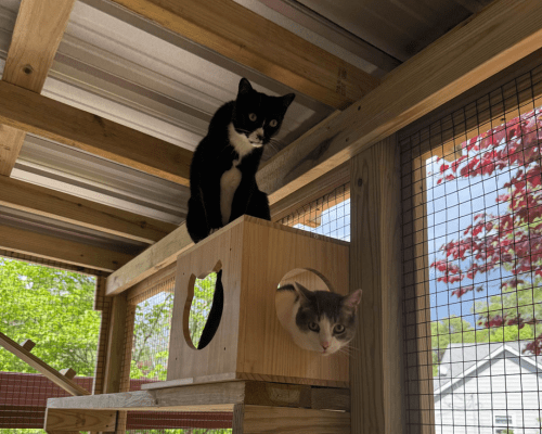 Two cats inside a catio
