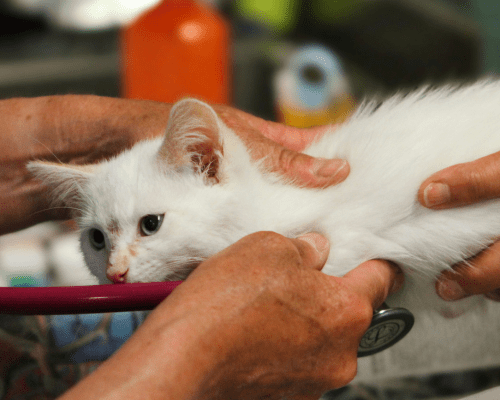 White cat at a vet appointment