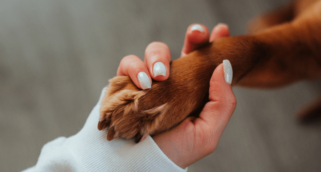 Woman's hand holding dog paw. 