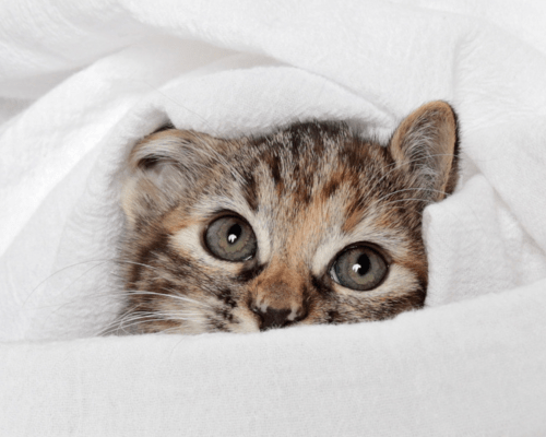 Kitten wrapped in a blanket
