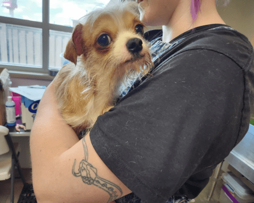 Tan puppy held by a person