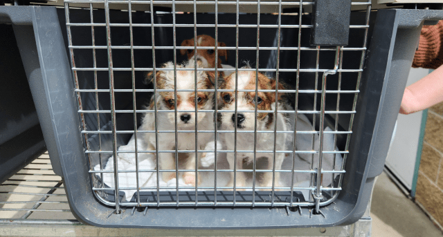Brown and white puppies in a crate